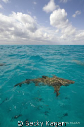 A 10ft lemon shark swims in the clear bahamian waters off... by Becky Kagan 